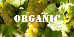 Organic Marlborough Sauvignon