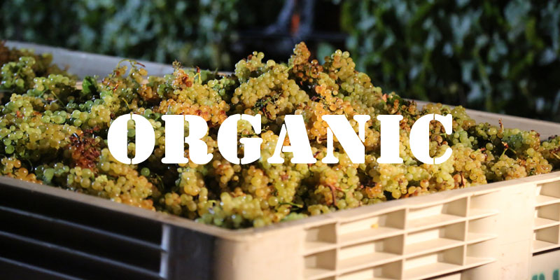 organic gisborne chardonnay